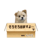 我が家のハーフ犬ポメチ⑩（個別スタンプ：14）
