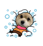 我が家のハーフ犬ポメチ⑩（個別スタンプ：15）