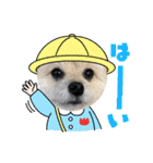 我が家のハーフ犬ポメチ⑩（個別スタンプ：16）