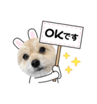 我が家のハーフ犬ポメチ⑩（個別スタンプ：17）