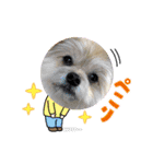 我が家のハーフ犬ポメチ⑩（個別スタンプ：18）