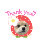 我が家のハーフ犬ポメチ⑩（個別スタンプ：19）