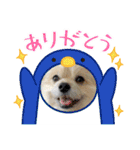 我が家のハーフ犬ポメチ⑩（個別スタンプ：20）