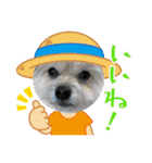 我が家のハーフ犬ポメチ⑩（個別スタンプ：22）