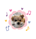 我が家のハーフ犬ポメチ⑩（個別スタンプ：23）