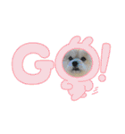 我が家のハーフ犬ポメチ⑩（個別スタンプ：24）