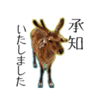 #039 奈良の鹿2 美しい日本語（個別スタンプ：1）