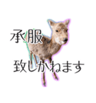 #039 奈良の鹿2 美しい日本語（個別スタンプ：2）