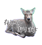 #039 奈良の鹿2 美しい日本語（個別スタンプ：3）