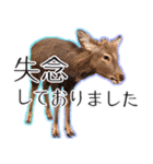 #039 奈良の鹿2 美しい日本語（個別スタンプ：6）