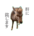 #039 奈良の鹿2 美しい日本語（個別スタンプ：7）