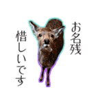 #039 奈良の鹿2 美しい日本語（個別スタンプ：9）