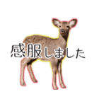 #039 奈良の鹿2 美しい日本語（個別スタンプ：10）