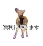 #039 奈良の鹿2 美しい日本語（個別スタンプ：11）
