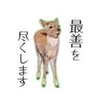 #039 奈良の鹿2 美しい日本語（個別スタンプ：12）