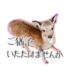 #039 奈良の鹿2 美しい日本語（個別スタンプ：13）