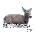#039 奈良の鹿2 美しい日本語（個別スタンプ：14）