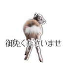 #039 奈良の鹿2 美しい日本語（個別スタンプ：15）