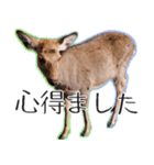 #039 奈良の鹿2 美しい日本語（個別スタンプ：16）