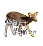 #039 奈良の鹿2 美しい日本語（個別スタンプ：17）