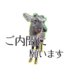 #039 奈良の鹿2 美しい日本語（個別スタンプ：19）