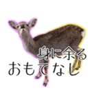 #039 奈良の鹿2 美しい日本語（個別スタンプ：20）