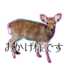 #039 奈良の鹿2 美しい日本語（個別スタンプ：21）