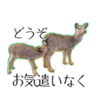 #039 奈良の鹿2 美しい日本語（個別スタンプ：22）