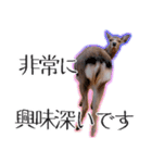 #039 奈良の鹿2 美しい日本語（個別スタンプ：23）