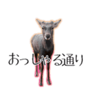 #039 奈良の鹿2 美しい日本語（個別スタンプ：24）