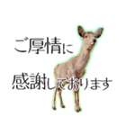 #039 奈良の鹿2 美しい日本語（個別スタンプ：25）