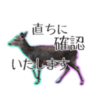 #039 奈良の鹿2 美しい日本語（個別スタンプ：26）