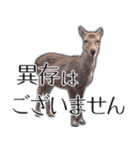 #039 奈良の鹿2 美しい日本語（個別スタンプ：27）