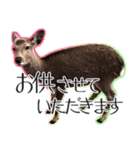 #039 奈良の鹿2 美しい日本語（個別スタンプ：28）