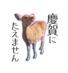 #039 奈良の鹿2 美しい日本語（個別スタンプ：30）
