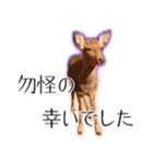 #039 奈良の鹿2 美しい日本語（個別スタンプ：31）