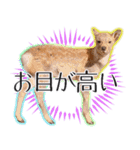 #039 奈良の鹿2 美しい日本語（個別スタンプ：32）