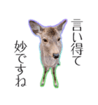 #039 奈良の鹿2 美しい日本語（個別スタンプ：33）