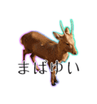 #039 奈良の鹿2 美しい日本語（個別スタンプ：37）