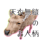 #039 奈良の鹿2 美しい日本語（個別スタンプ：38）