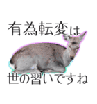 #039 奈良の鹿2 美しい日本語（個別スタンプ：39）