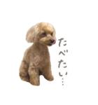 ころりんすたんぷ2（個別スタンプ：2）