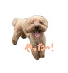 ころりんすたんぷ2（個別スタンプ：7）