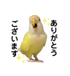コザクラインコ 黄吉の敬語（個別スタンプ：1）