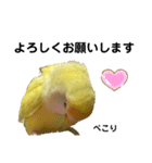 コザクラインコ 黄吉の敬語（個別スタンプ：2）
