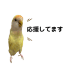 コザクラインコ 黄吉の敬語（個別スタンプ：3）