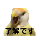 コザクラインコ 黄吉の敬語（個別スタンプ：5）