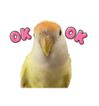 コザクラインコ 黄吉の敬語（個別スタンプ：6）
