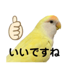 コザクラインコ 黄吉の敬語（個別スタンプ：7）