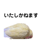 コザクラインコ 黄吉の敬語（個別スタンプ：8）